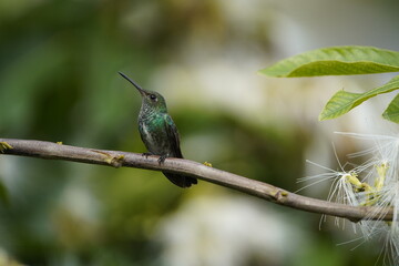 Glittering-throated Emeralds (Amazilia fimbriata) Trochilidae family. 