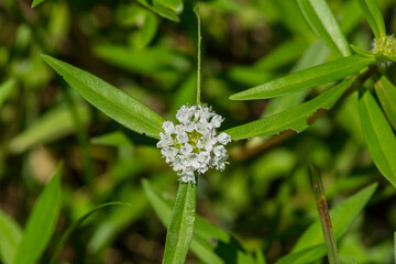 white flower on green background