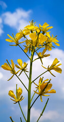 Beautiful rapeseed meadow with yellow flowers in the countryside against a blue sky.