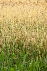 reeds grass flowers in the meadow green field with the wind breeze