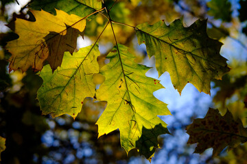 Fototapeta na wymiar Autumn leaves in forest