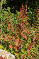Obraz premium a sorrel plant with red leaves in summer