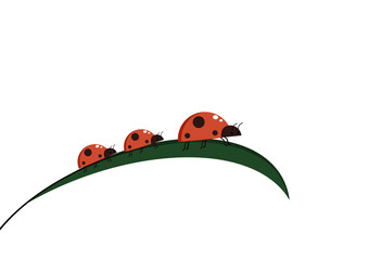 Ladybug on leaf. wallpaper. free space for text. background. symbol. ladybug on white background.