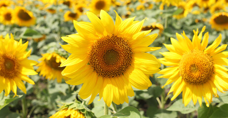 Sunflower field. Nature horizontal background.