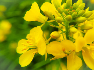Beautiful mustard flower head of the rapeseed closeup on a blurred background, selective focus.