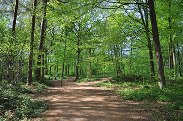 Obraz premium Summertime sunshine in the woods.