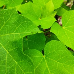 green leaf with water drops