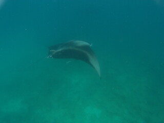 Obraz premium unter wasser Schwimmendrr Mantarochen