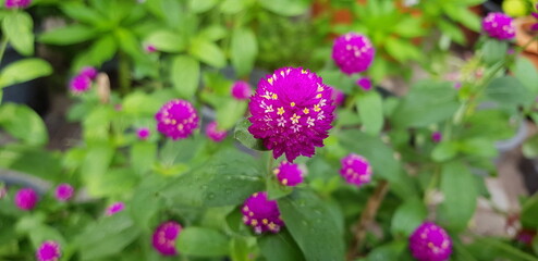 flowers in the garden