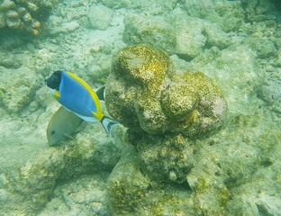 tropical coral reef