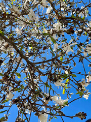 Sky blossoms 2