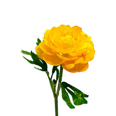 Vector, Stylized Image of a Primrose Flower (Russian Name) In Yellow, Drawn by Triangulation On a White Background. Can Be Used On Valentine's Day