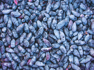 Top view on Honeysuckles berries or Lonicera. Full frame of dark blue berries at summer harvest.