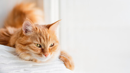 Curious ginger cat relaxes on window sill. Fluffy pet has a nap in comfort. Horizontal banner with copy space.