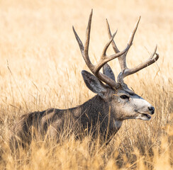 Closeup portrait of a Mule Deer buck at rest in a golden grassy Autumn field.
