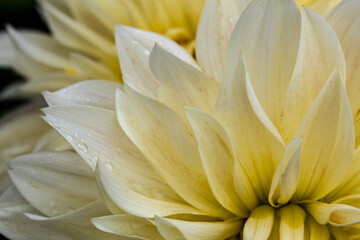 White yellow decorative Dahlia petals  Close up from the side.August  morning. Artistic. The concept of flowering autumn. Image is suitable for cards, banners.