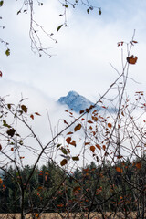 mountain framed by branches in the fall