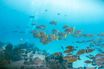 Fototapeta na wymiar Underwater view with school fish in ocean.