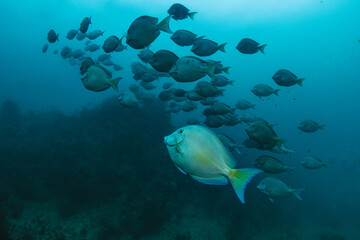 Underwater view with school fish of blue tang in ocean.