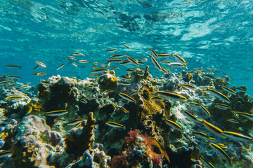 Fototapeta na wymiar Underwater view with school fish in ocean.