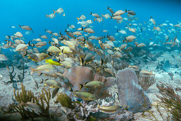 Underwater view with school fish in ocean.