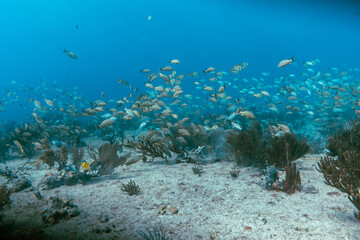 Underwater view with school fish in ocean.