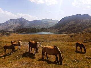 Horses in Montmalus Lake (Andorra)