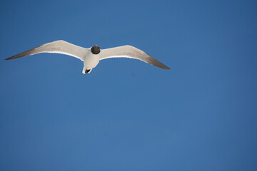 Fototapeta na wymiar afternoon of seagulls