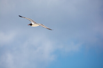 
afternoon of seagulls