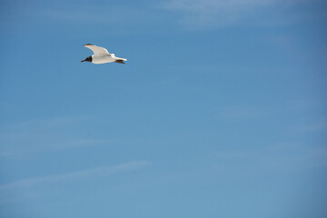 
afternoon of seagulls