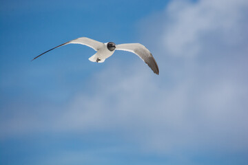 
afternoon of seagulls