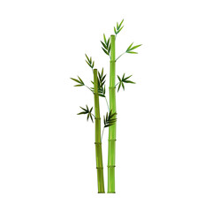Fototapeta na wymiar Realistic green bamboo isolated on white background - Vector