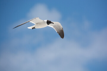 
afternoon of seagulls