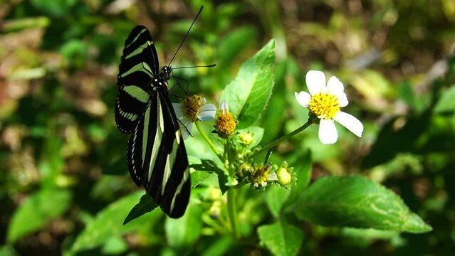 HD video of a butterfly (heliconius charithonia) flying over a flower