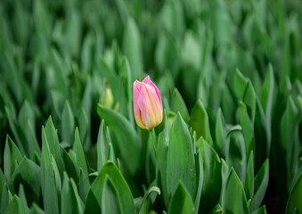 tulip on green background