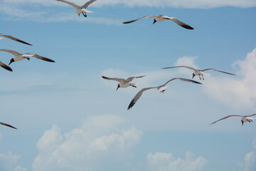 
afternoon of seagulls