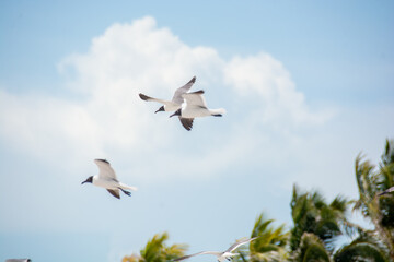 Obraz premium afternoon of seagulls
