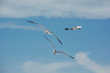 
afternoon of seagulls
