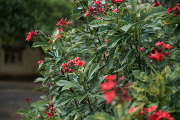 Obraz premium red flowers in the garden