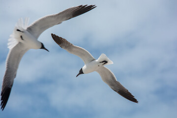 
afternoon of seagulls