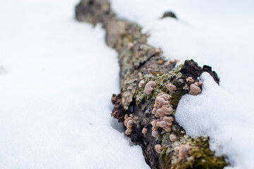 Snow covered log in woods forest with small mushrooms fungus