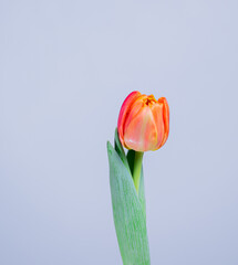 tulip on blue background