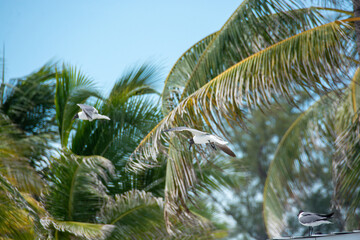 Fototapeta premium afternoon of seagulls