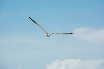 
afternoon of seagulls
