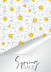 Spring sale banner  background or flyer. Tender white daisy flower under peeling off wrapping paper. Vector illustration.