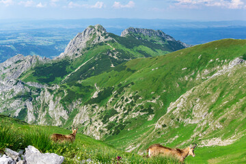 Chamois in the Western Tatras. Red Peaks area.