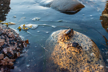 crabs in a rock in the beach having a meeting