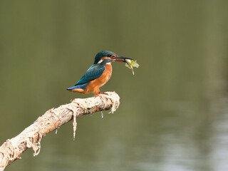 Kingfisher (Alcedo atthis)