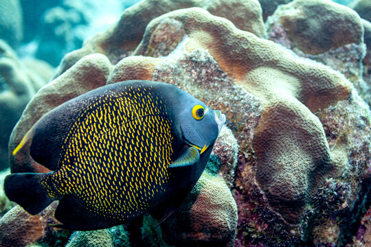 Franzosen-Kaiserfische sieht man oft in der Karibik