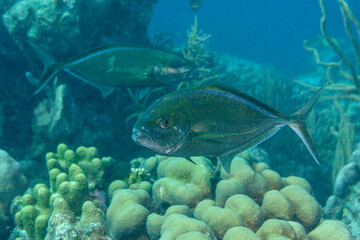 Blaurücken-Stachelmakrele, zwei Raubfische im Riff